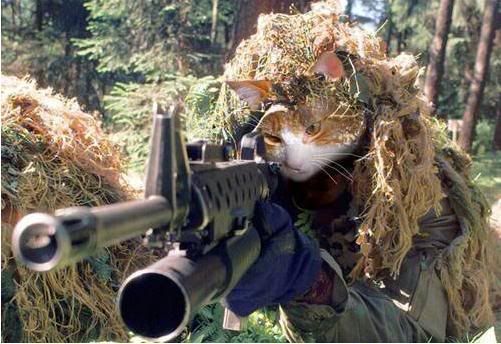 cat with gun photo: love this cat guncat.jpg