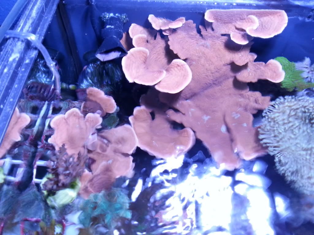 20130623_214248_zpsbc652033.jpg