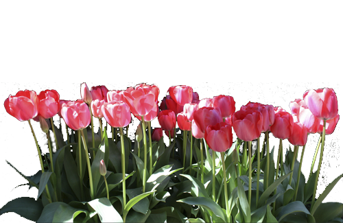 tulips Pictures, Images and Photos