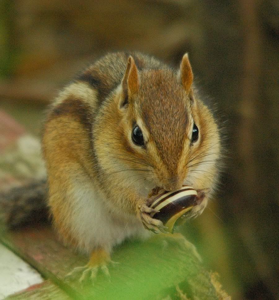 A Chipmunk