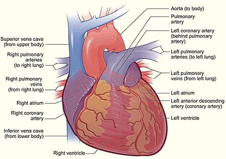 Some diseases of the heart can