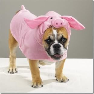 halloween-costume-pig-dog-i-am-conf.jpg