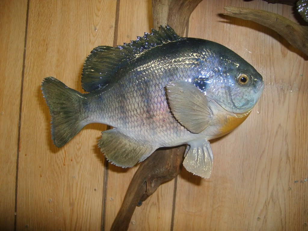 Bluegill Mounts