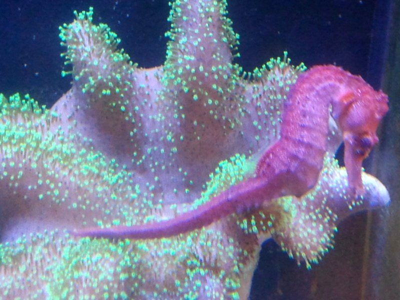 RedSeahorse.jpg