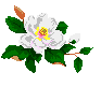 magnolia.gif