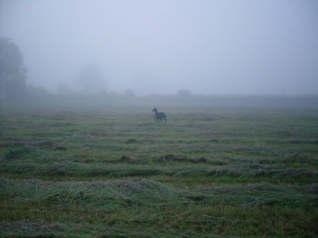 andrews281.jpg