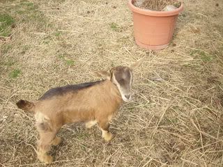 New baby girl - Goats