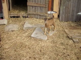 New baby girl - Goats