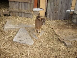 New baby girl - Goats