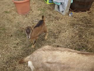 New baby girl - Goats