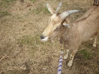 Help! what breed am i - Goats