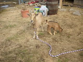 New baby girl - Goats