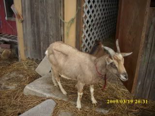 Help! what breed am i - Goats