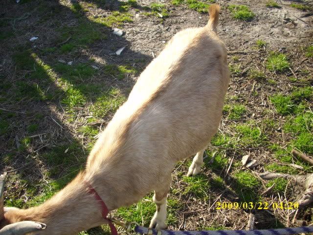 Help! what breed am i - Goats