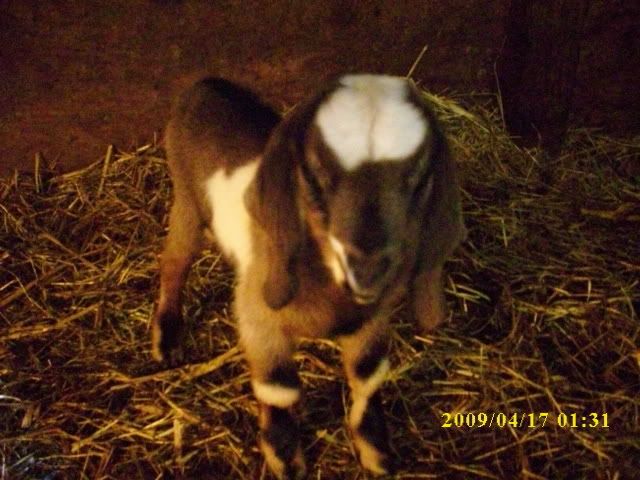 woohoooo new baby bucks - Goats