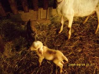 like to welcome lil neal and lil nelly - Goats