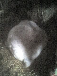 If she gets any bigger... - Goats