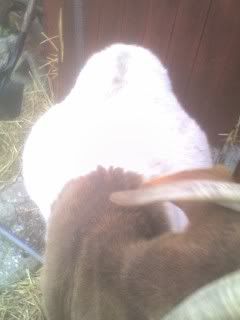 If she gets any bigger... - Goats