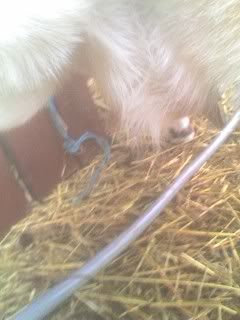 If she gets any bigger... - Goats