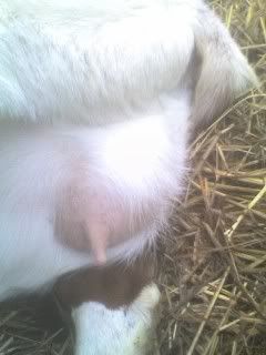 If she gets any bigger... - Goats