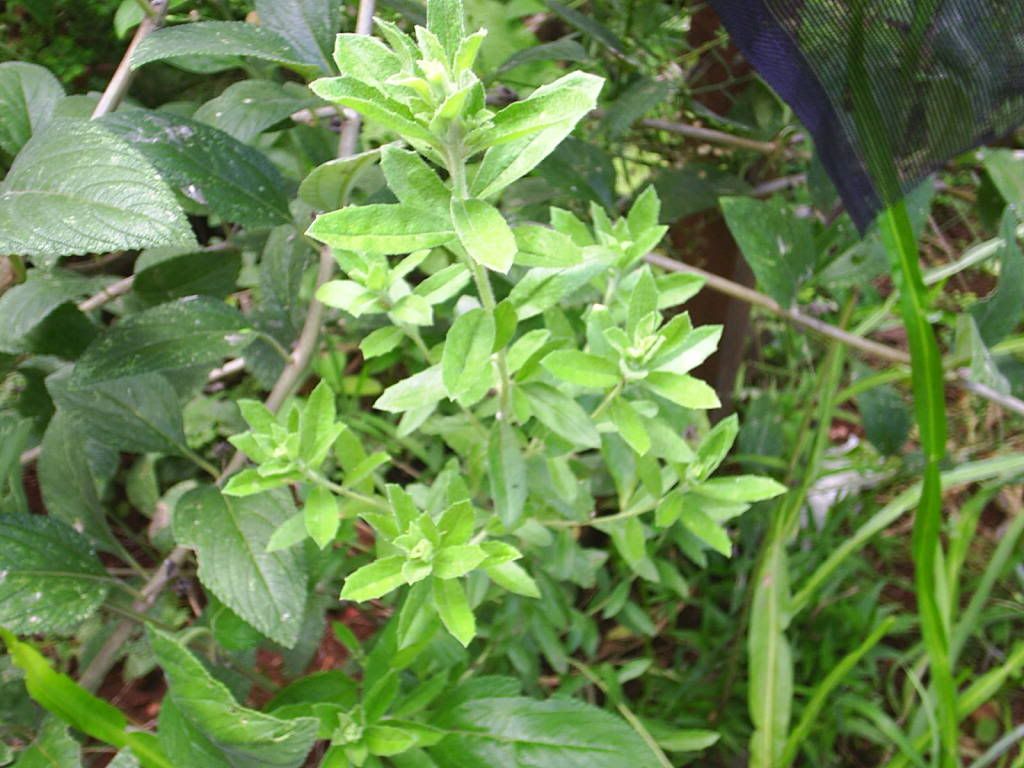 baccharis dracunculifolia