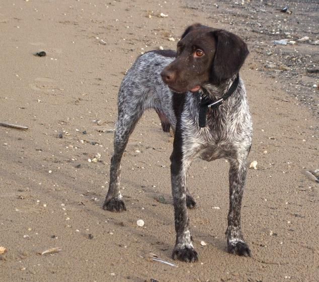 He is vaccinated, microchipped, neutered, wormed and has been docked He is vaccinated, microchipped, neutered, wormed and has been docked