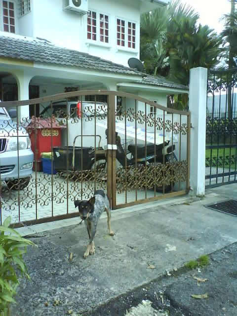 dog tied outside the gate Pictures, Images and Photos