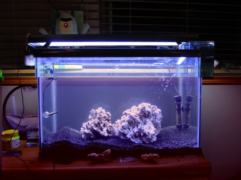 IMG 2495 - Fishboy13's 29 Gallon Biocube HQI