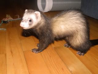 ferret Pictures, Images and Photos