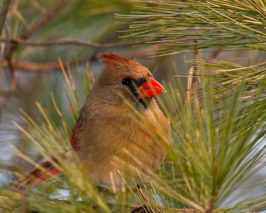 IMAGE: http://i607.photobucket.com/albums/tt158/GMHY/17%20Feb%20flash/Cardinal_sm.jpg