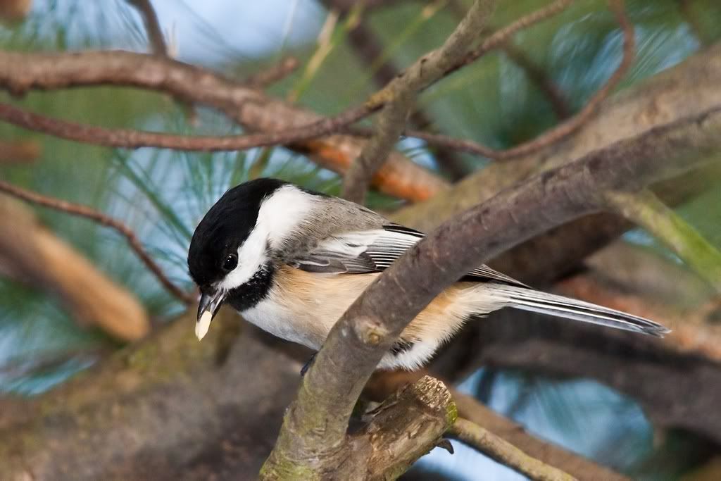 IMAGE: http://i607.photobucket.com/albums/tt158/GMHY/17%20Feb%20flash/Chickadee_sm.jpg