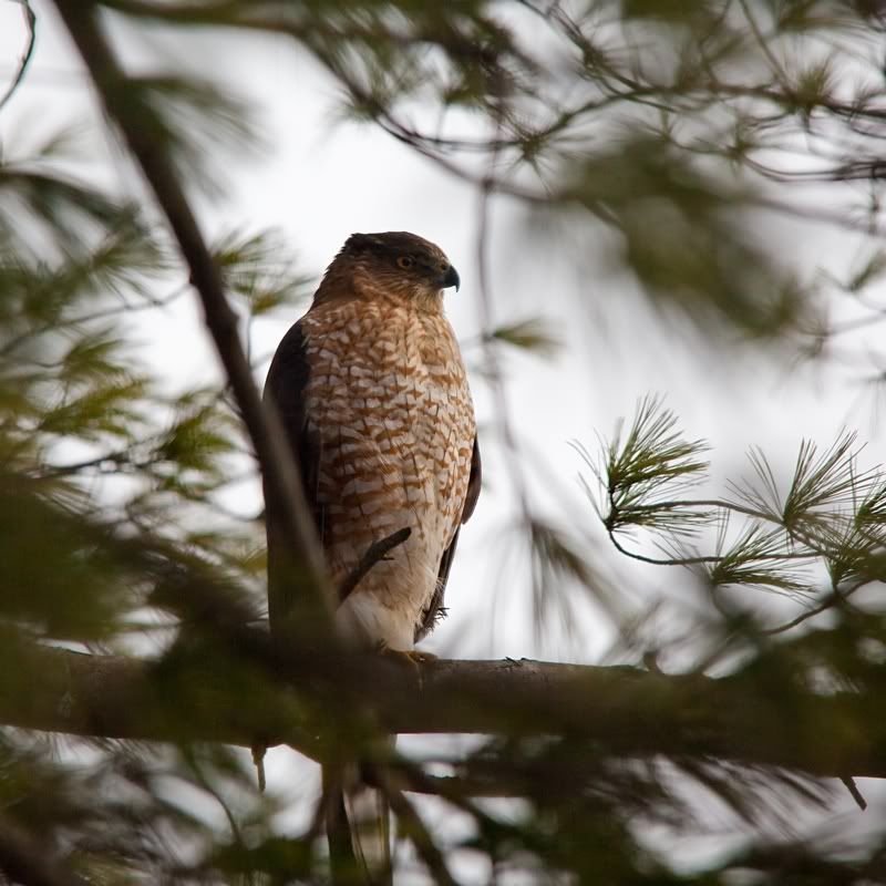IMAGE: http://i607.photobucket.com/albums/tt158/GMHY/Bigmo%20Pics/Broad-wingedHawk-5690_sm.jpg