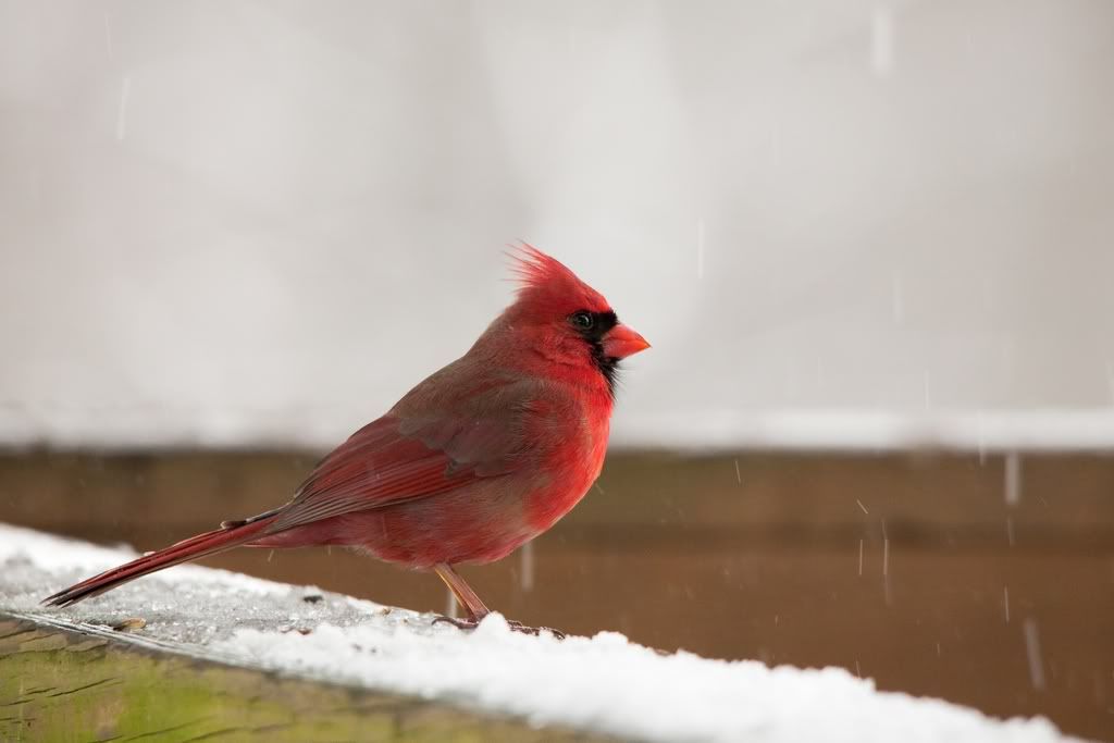 IMAGE: http://i607.photobucket.com/albums/tt158/GMHY/Bigmo%20Pics/Cardinal-5227_sm.jpg