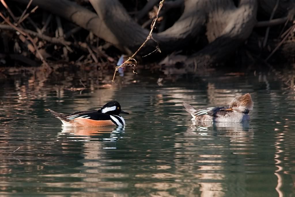 IMAGE: http://i607.photobucket.com/albums/tt158/GMHY/Bigmo%20Pics/HoodedMerganser_6115_sm.jpg
