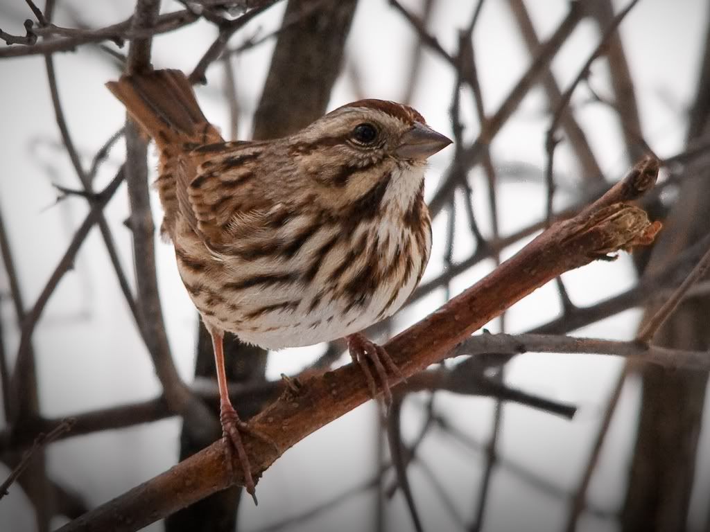 IMAGE: http://i607.photobucket.com/albums/tt158/GMHY/Bigmo%20Pics/SongSparrow-5491_cr_sm.jpg