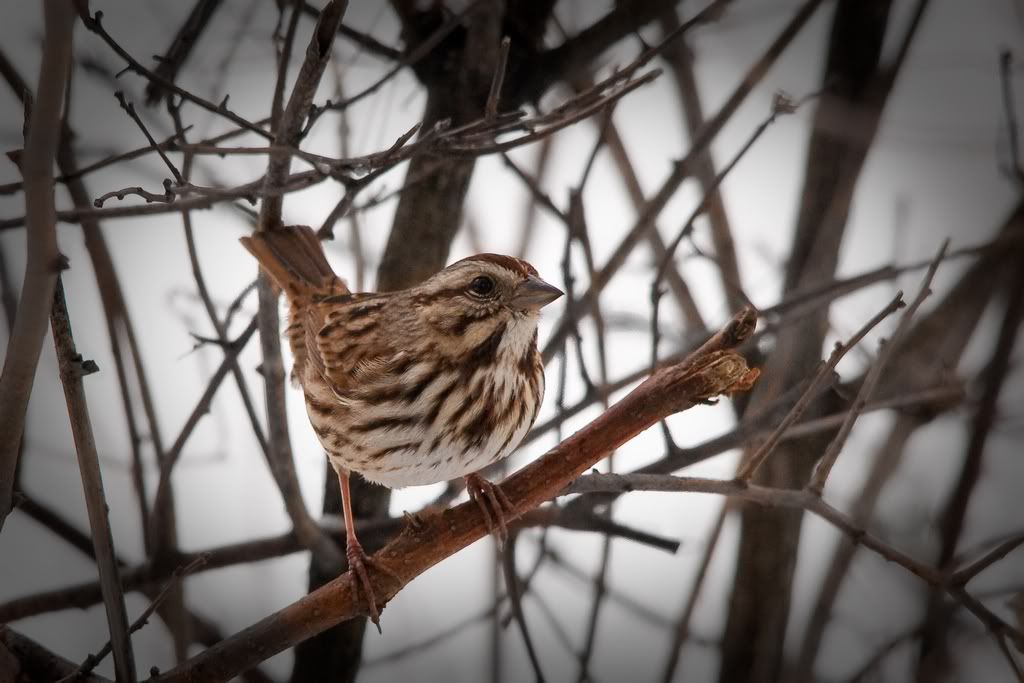 IMAGE: http://i607.photobucket.com/albums/tt158/GMHY/Bigmo%20Pics/SongSparrow-5491_sm.jpg