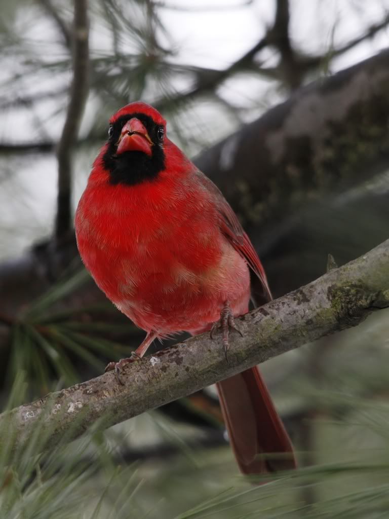 IMAGE: http://i607.photobucket.com/albums/tt158/GMHY/Bigmo%20Pics/_MG_5607_filtered_cr_sm.jpg