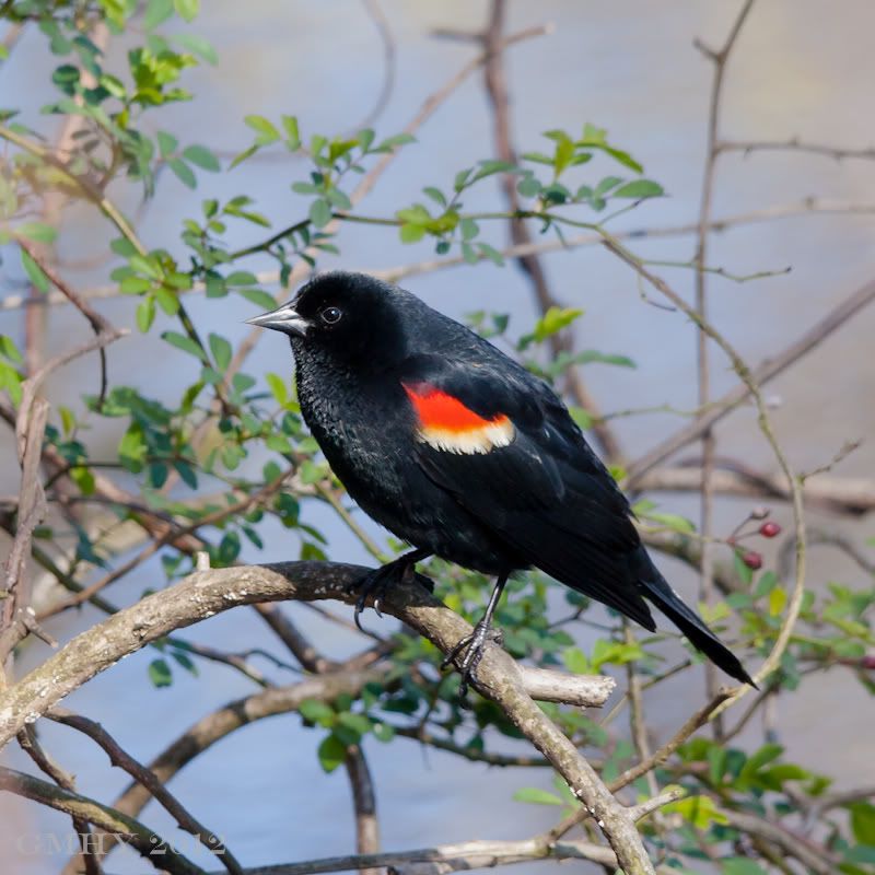 IMAGE: http://i607.photobucket.com/albums/tt158/GMHY/Blackbird/20120406-IMG_1107.jpg