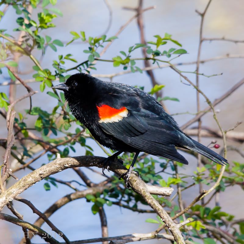 IMAGE: http://i607.photobucket.com/albums/tt158/GMHY/Blackbird/20120406-IMG_1109.jpg