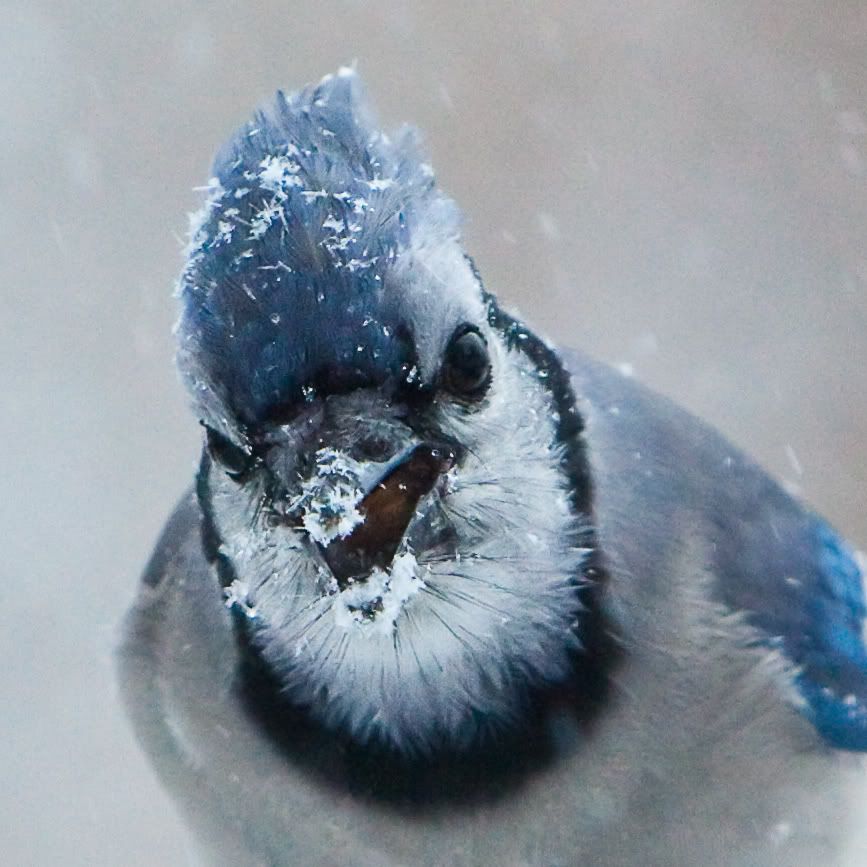 IMAGE: http://i607.photobucket.com/albums/tt158/GMHY/Blue%20Jays/BlueJay-2.jpg