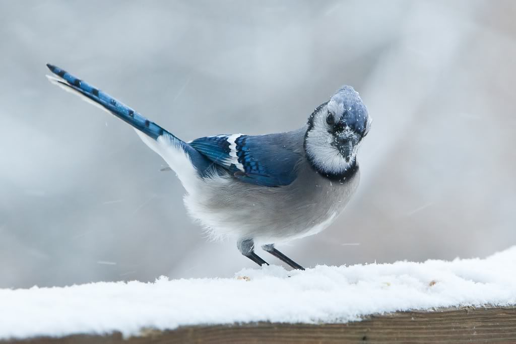 IMAGE: http://i607.photobucket.com/albums/tt158/GMHY/Blue%20Jays/BlueJay_sm.jpg