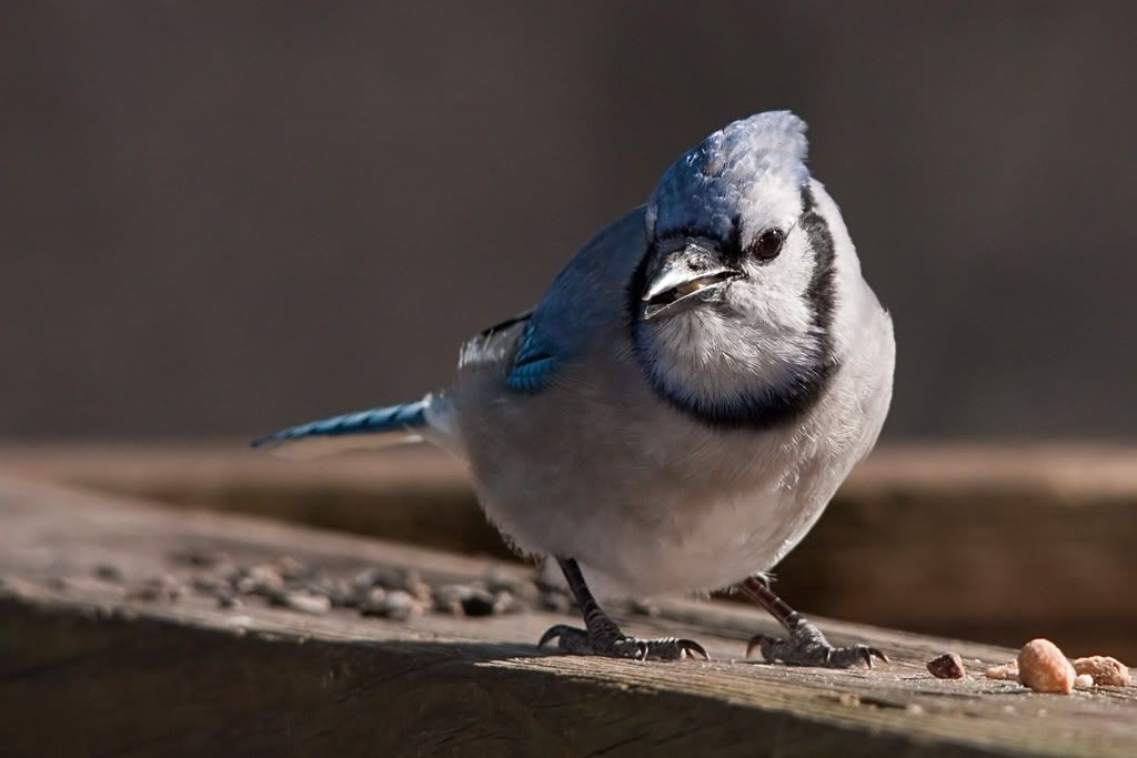 IMAGE: http://i607.photobucket.com/albums/tt158/GMHY/Blue%20Jays/IMG_8528-Modifiercopy.jpg