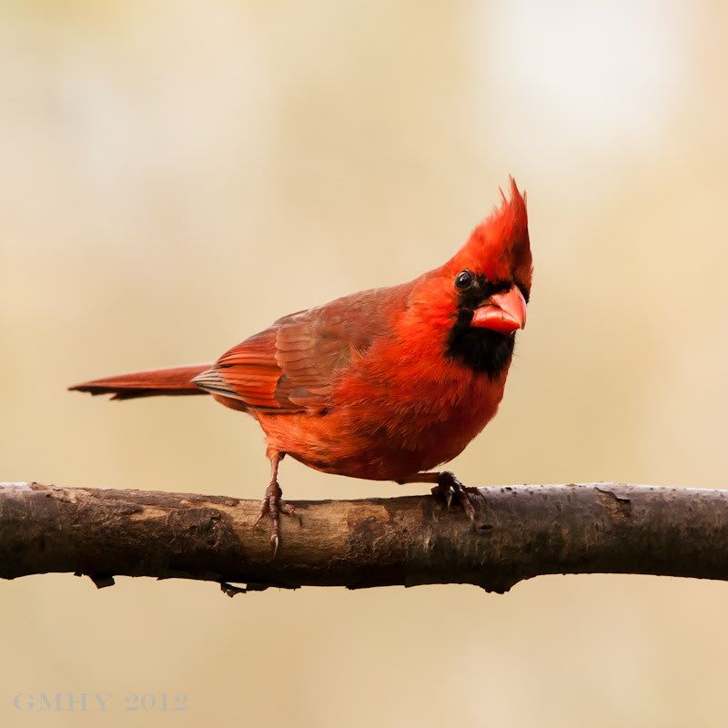 IMAGE: http://i607.photobucket.com/albums/tt158/GMHY/Cardinals/20120505-IMG_1457.jpg