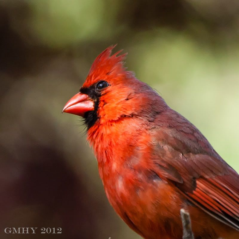 IMAGE: http://i607.photobucket.com/albums/tt158/GMHY/Cardinals/20120506-IMG_1509.jpg