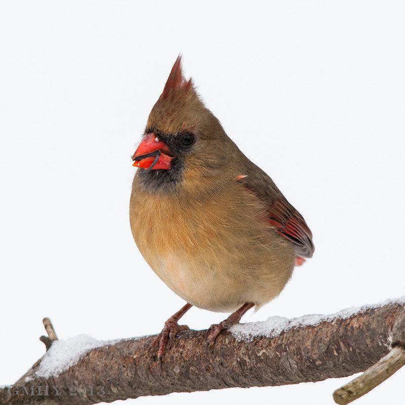 IMAGE: http://i607.photobucket.com/albums/tt158/GMHY/Cardinals/20130209-IMG_3537_zps314e5d90.jpg