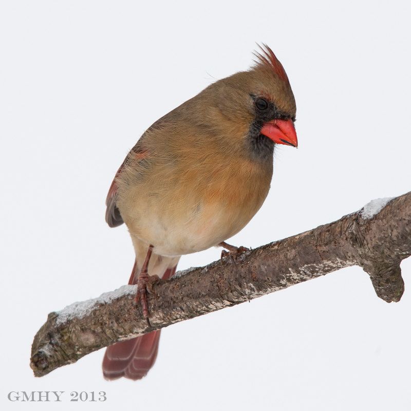 IMAGE: http://i607.photobucket.com/albums/tt158/GMHY/Cardinals/20130209-IMG_3538_zps4350b5b9.jpg