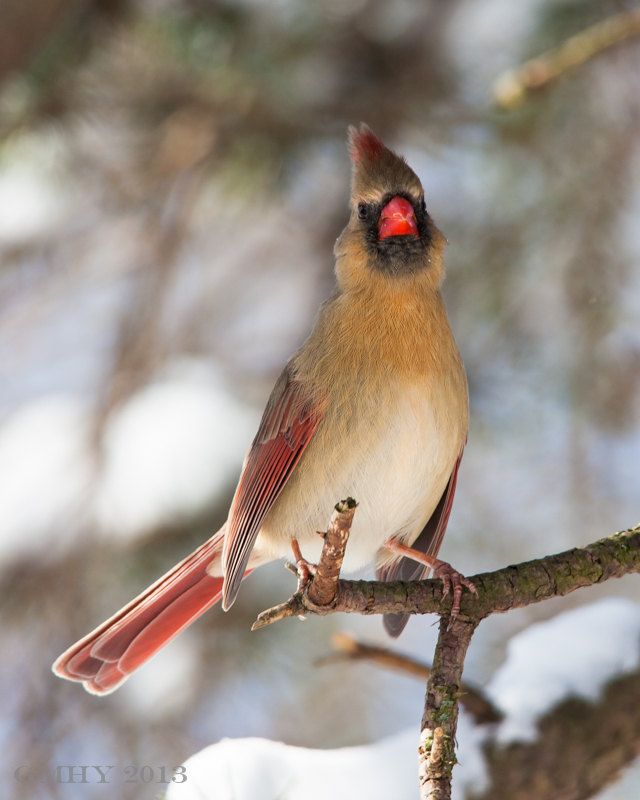 IMAGE: http://i607.photobucket.com/albums/tt158/GMHY/Cardinals/20130209-IMG_3651_zps8ac5bb47.jpg