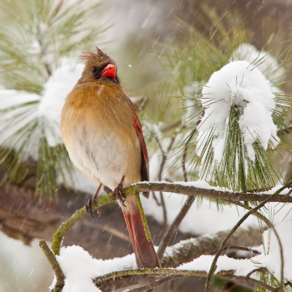 IMAGE: http://i607.photobucket.com/albums/tt158/GMHY/Cardinals/Cardinal-2_sm.jpg