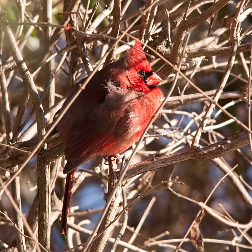 IMAGE: http://i607.photobucket.com/albums/tt158/GMHY/Cardinals/IMG_8339-Modifiercopy_sm.jpg