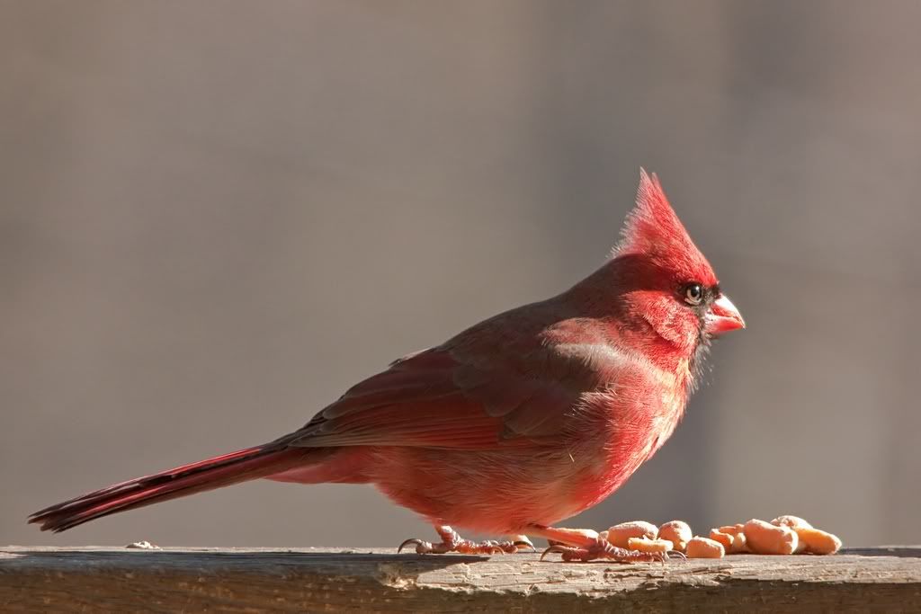 IMAGE: http://i607.photobucket.com/albums/tt158/GMHY/Cardinals/IMG_8355-Modifiercopy_sm.jpg